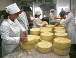Более 100 сортов сыра общим весом свыше 50 тонн привезут российские фермеры в Москву на «Сырные дни»